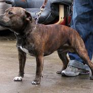 Staffordshire bull terrier Jeanty's Staff Biggie