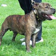 Staffordshire bull terrier Jeanty's Staff Biggie