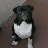Mops Lord Kelvin
