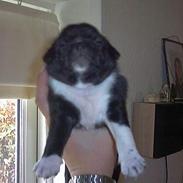 Mops Lord Kelvin