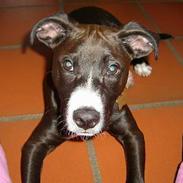 Blanding af racer Louis