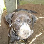 Blanding af racer Louis