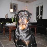 Rottweiler R.I.P Jessie pigen <3