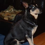 Blanding af racer Chico - R.I.P