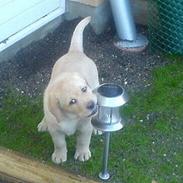 Labrador retriever Xanthos