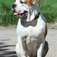 Olde english bulldogge pjokket