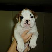Olde english bulldogge pjokket