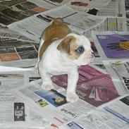 Olde english bulldogge pjokket