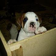 Olde english bulldogge pjokket