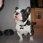 Fransk bulldog - Lancomes Unic