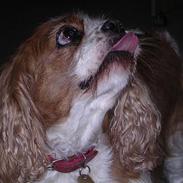 Cavalier king charles spaniel † Debbie †