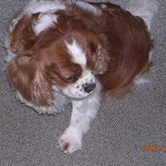 Cavalier king charles spaniel † Debbie †