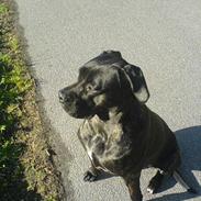 Cane corso Shakira