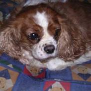 Cavalier king charles spaniel † Debbie †