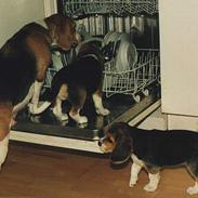 Beagle Lise