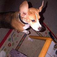 Beagle Lise