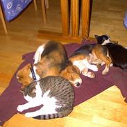 Beagle Lise