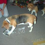 Beagle Lise