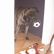 Mastiff Hamlet