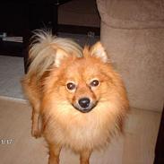 Pomeranian Timon