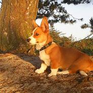 Welsh corgi cardigan Blanche The Beauty(Tessa)