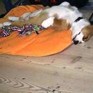 Welsh corgi cardigan Blanche The Beauty(Tessa)