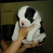 Olde english bulldogge Bertha