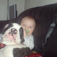 Olde english bulldogge Bertha