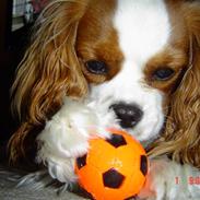 Cavalier king charles spaniel Molly