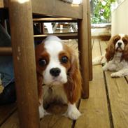 Cavalier king charles spaniel Molly