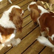 Cavalier king charles spaniel Molly