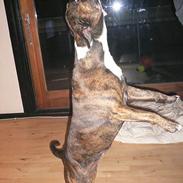 Blanding af racer Tikki