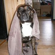 Blanding af racer Tikki