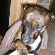 Blanding af racer Tikki