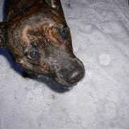 Blanding af racer Tikki