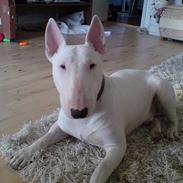 Bullterrier Ganto