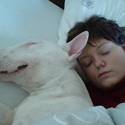 Bullterrier Ganto