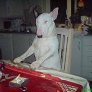 Bullterrier Bill