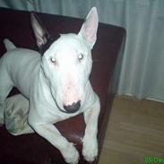 Bullterrier Bill