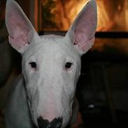 Bullterrier Cindy