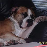 Amerikansk staffordshire terrier Cosmo