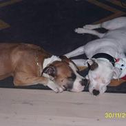 Amerikansk staffordshire terrier Cosmo