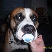 Amerikansk staffordshire terrier Cosmo