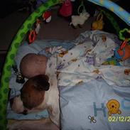 Amerikansk staffordshire terrier Cosmo