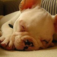 Fransk bulldog Balder - **Besame**