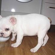 Fransk bulldog Balder - **Besame**