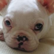 Fransk bulldog Balder - **Besame**