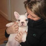 Fransk bulldog Balder - **Besame**