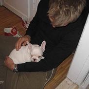 Fransk bulldog Balder - **Besame**
