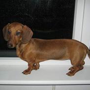 Gravhund Aline